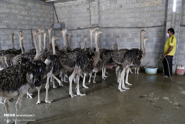 پرورش شترمرغ