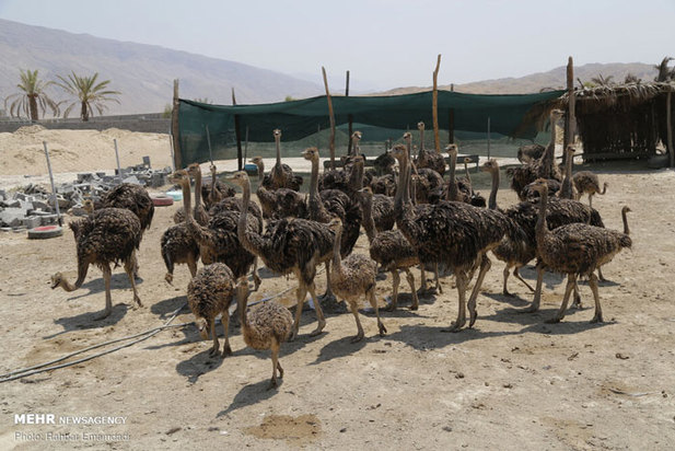 پرورش شترمرغ