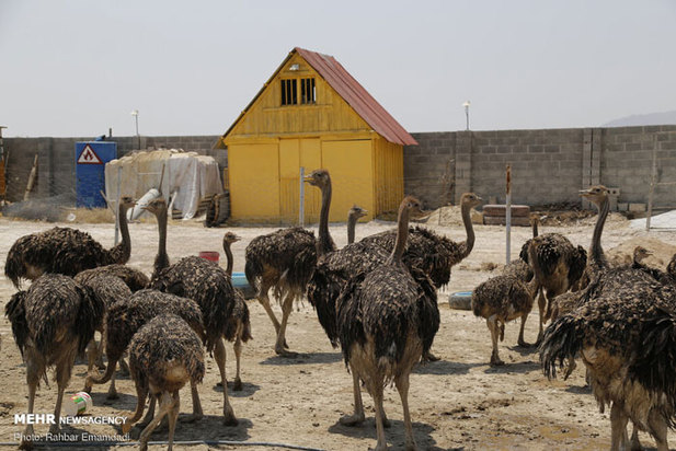 پرورش شترمرغ