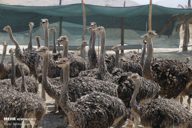 پرورش شترمرغ