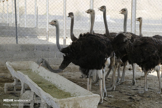 پرورش شترمرغ