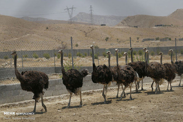 پرورش شترمرغ