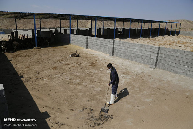 پرورش شترمرغ