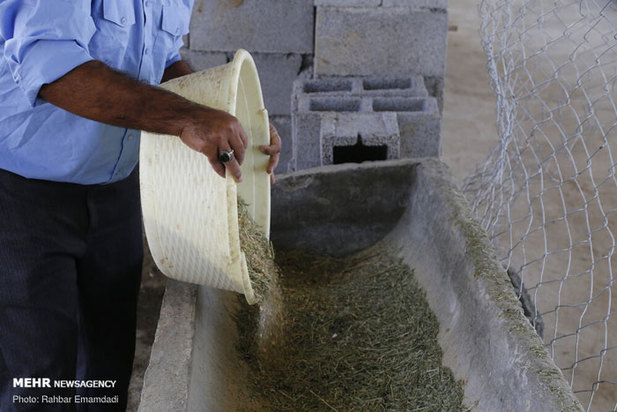 پرورش شترمرغ