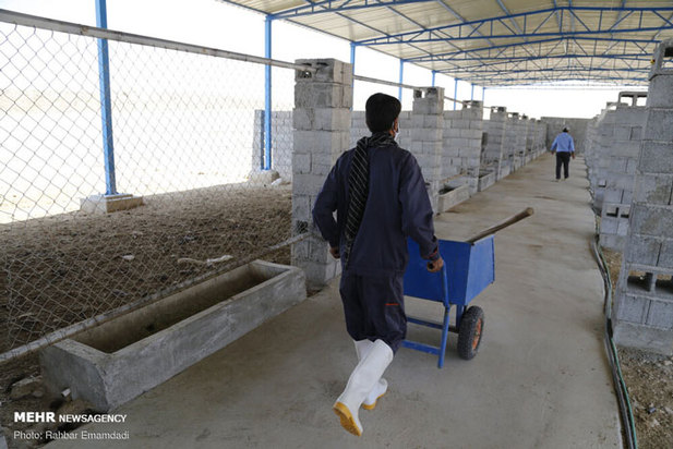 پرورش شترمرغ