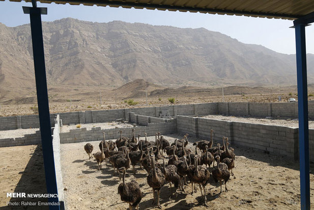 پرورش شترمرغ