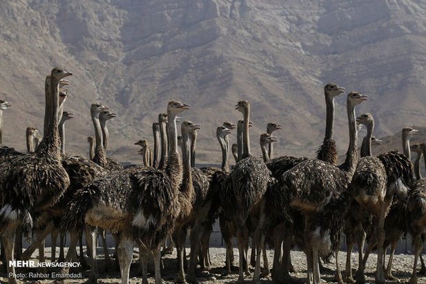 پرورش شترمرغ