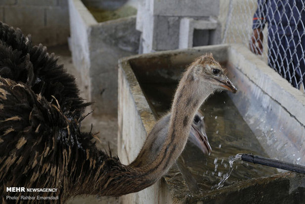 پرورش شترمرغ