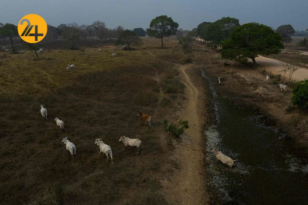 نجات حیوانات برزیلی