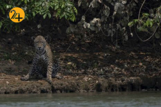 نجات حیوانات برزیلی