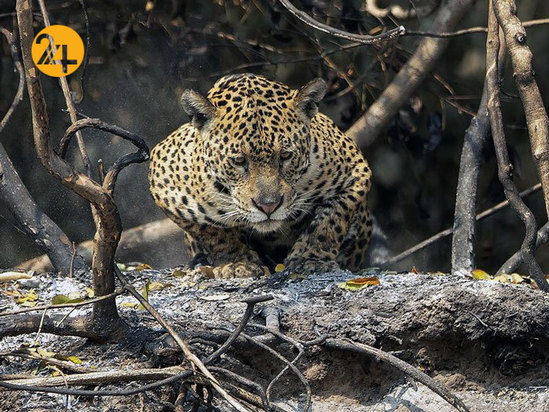 نجات حیوانات برزیلی