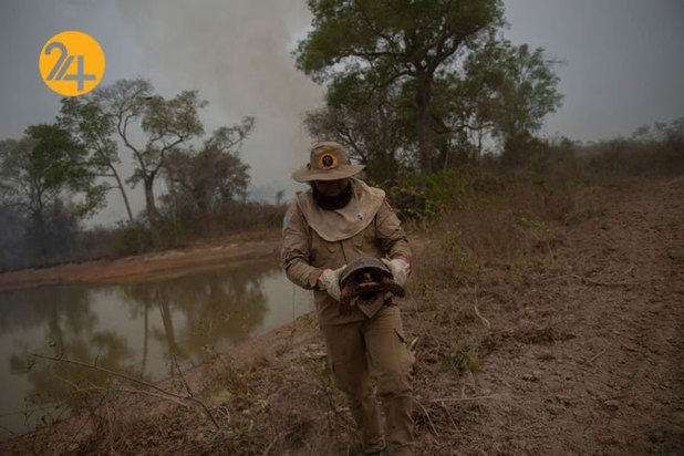 نجات حیوانات برزیلی