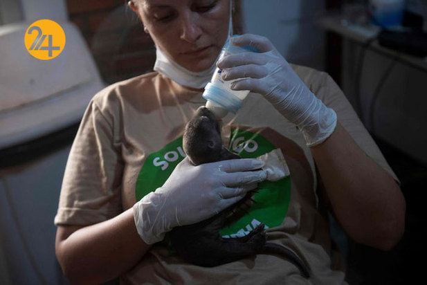 نجات حیوانات برزیلی