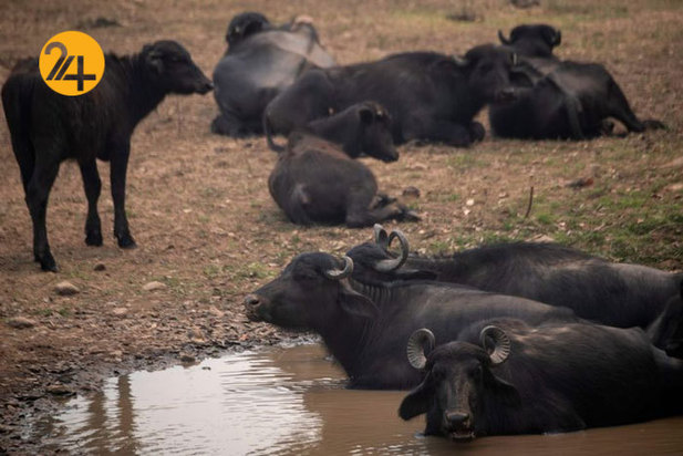 نجات حیوانات برزیلی