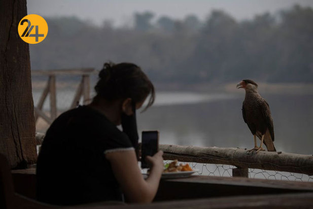 نجات حیوانات برزیلی