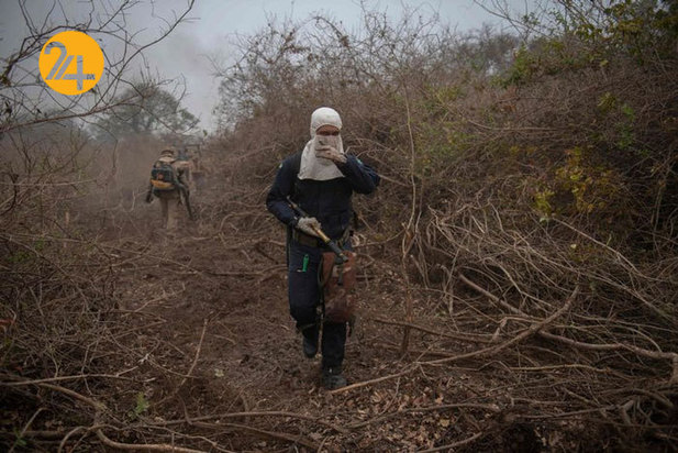 نجات حیوانات برزیلی