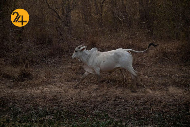 نجات حیوانات برزیلی