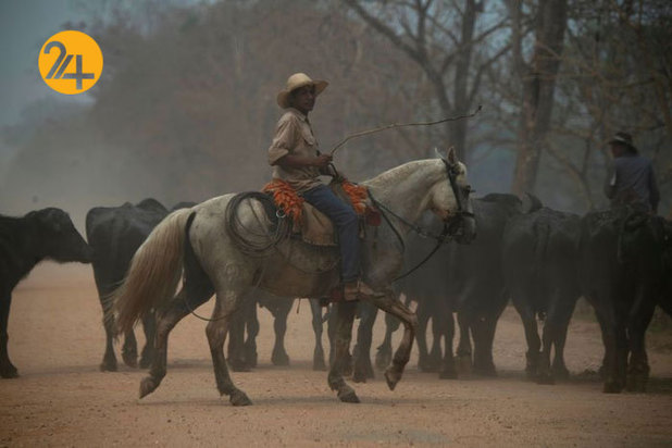نجات حیوانات برزیلی