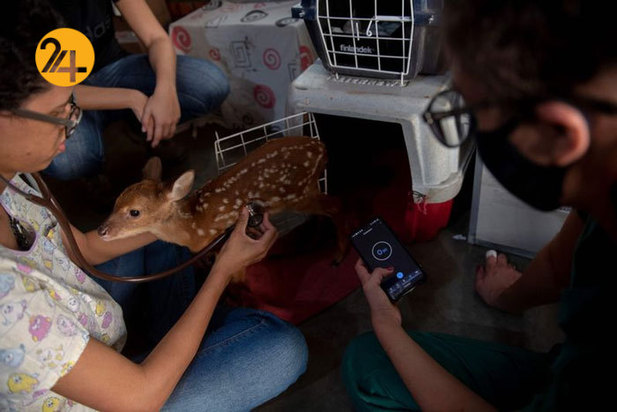 نجات حیوانات برزیلی