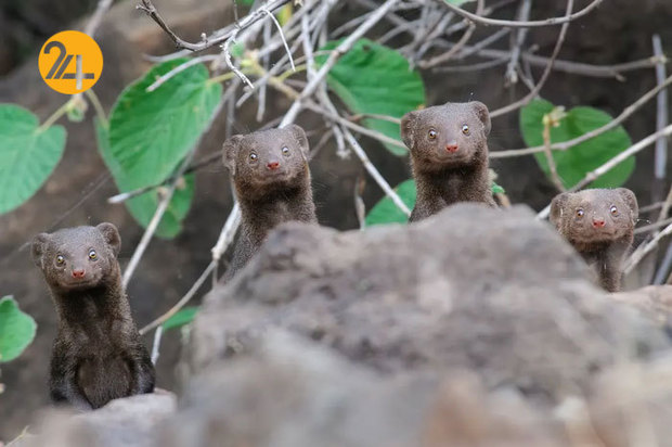 خنده دارترین صحنه ها در حیات وحش