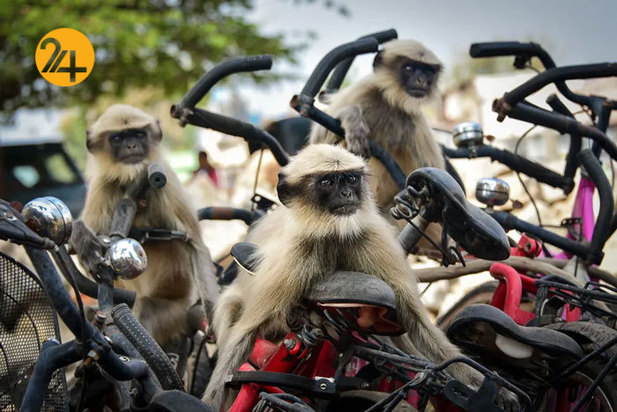 خنده دارترین صحنه ها در حیات وحش