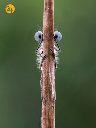 خنده دارترین صحنه ها در حیات وحش