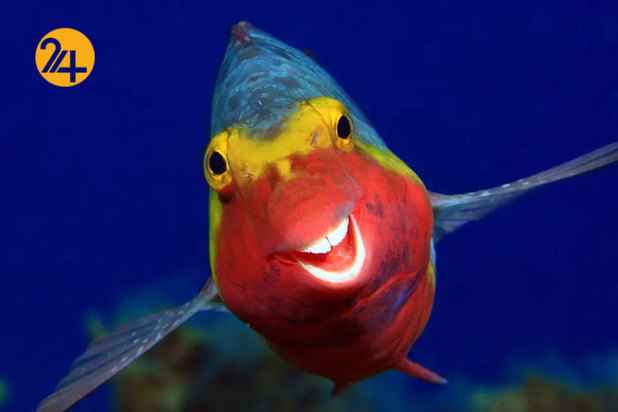 خنده دارترین صحنه ها در حیات وحش