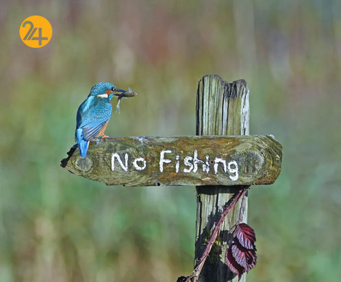 خنده دارترین صحنه ها در حیات وحش