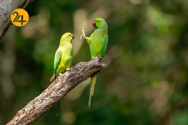 خنده دارترین صحنه ها در حیات وحش