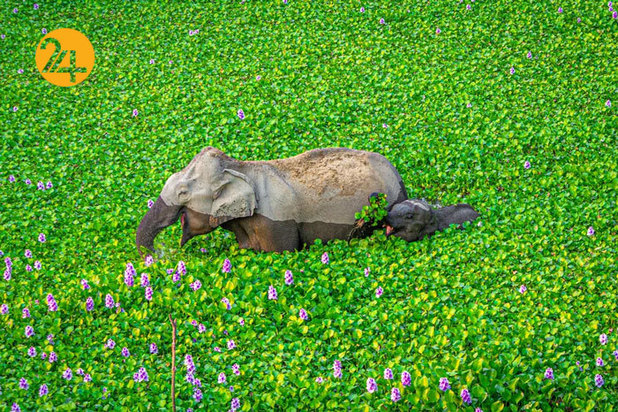 خنده دارترین صحنه ها در حیات وحش