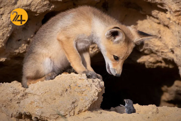 خنده دارترین صحنه ها در حیات وحش