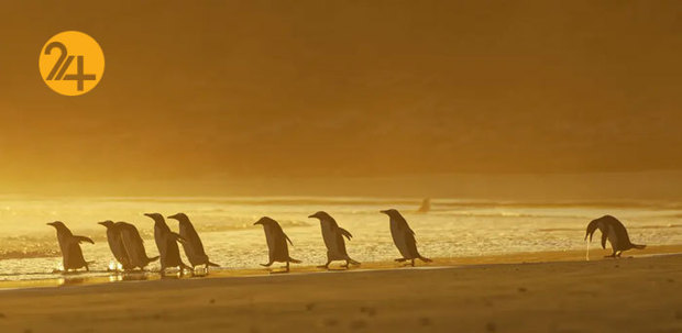 خنده دارترین صحنه ها در حیات وحش