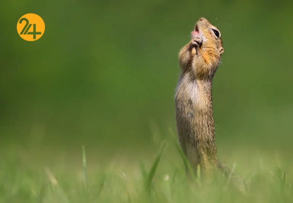 خنده دارترین صحنه ها در حیات وحش