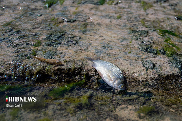 مرگ ماهی‌ها در زاینده‌رود