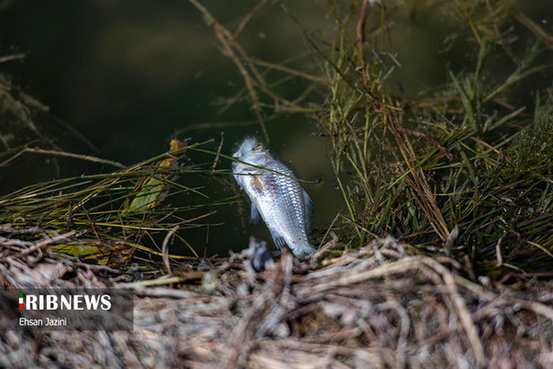 مرگ ماهی‌ها در زاینده‌رود