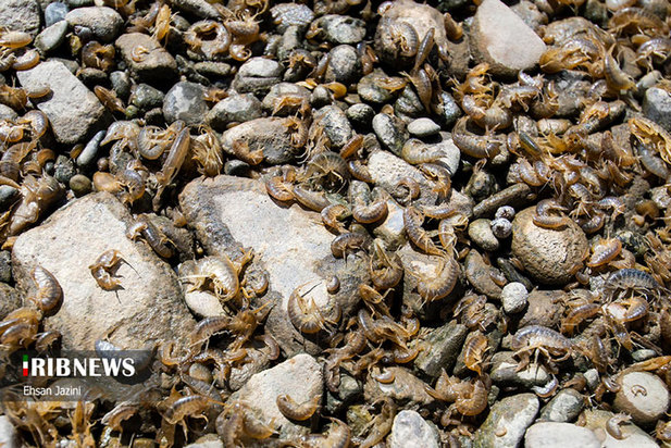 مرگ ماهی‌ها در زاینده‌رود