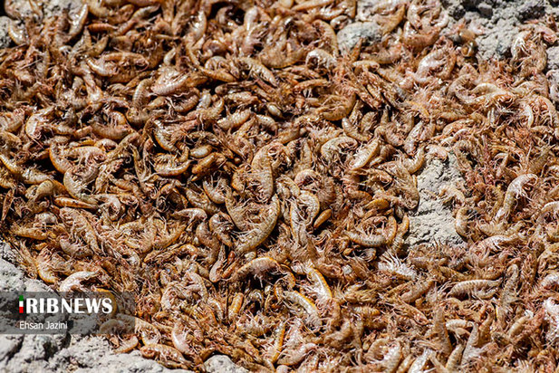 مرگ ماهی‌ها در زاینده‌رود