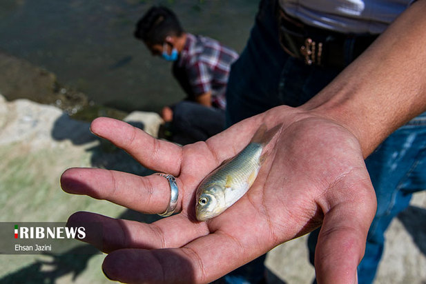 مرگ ماهی‌ها در زاینده‌رود