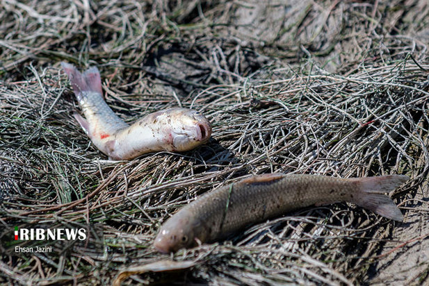 مرگ ماهی‌ها در زاینده‌رود
