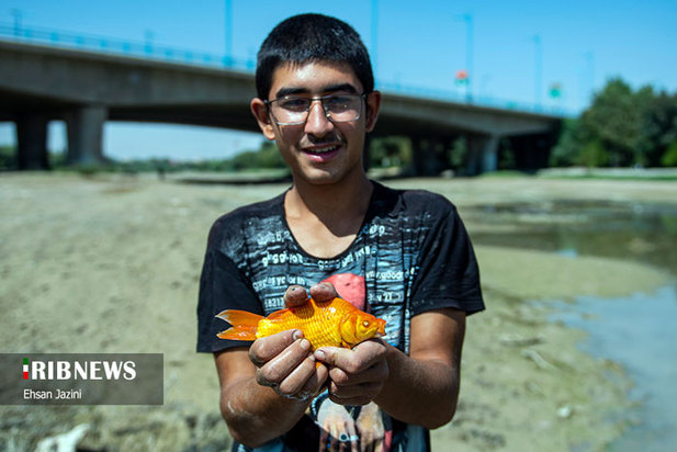 مرگ ماهی‌ها در زاینده‌رود