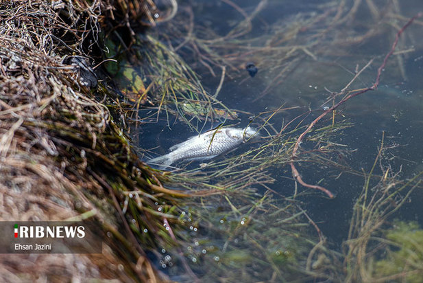 مرگ ماهی‌ها در زاینده‌رود