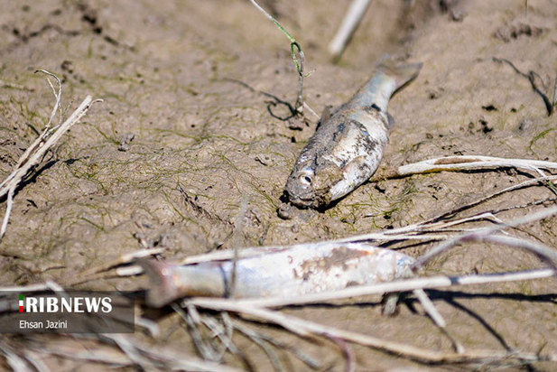 مرگ ماهی‌ها در زاینده‌رود