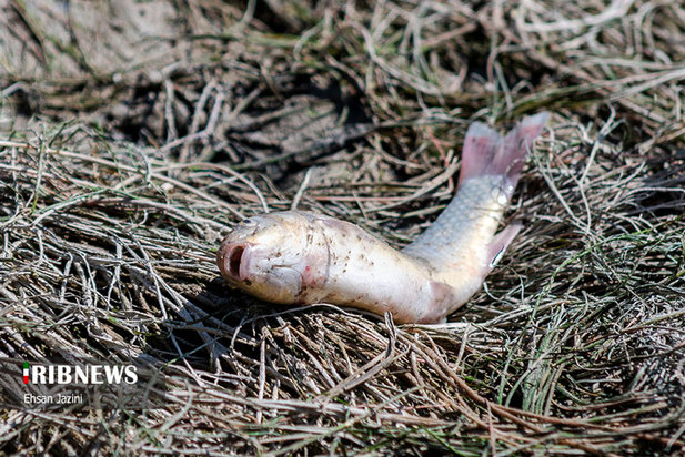 مرگ ماهی‌ها در زاینده‌رود