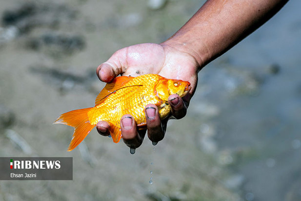 مرگ ماهی‌ها در زاینده‌رود