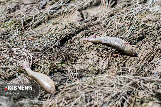 مرگ ماهی‌ها در زاینده‌رود