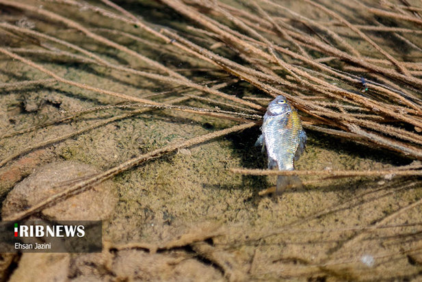 مرگ ماهی‌ها در زاینده‌رود