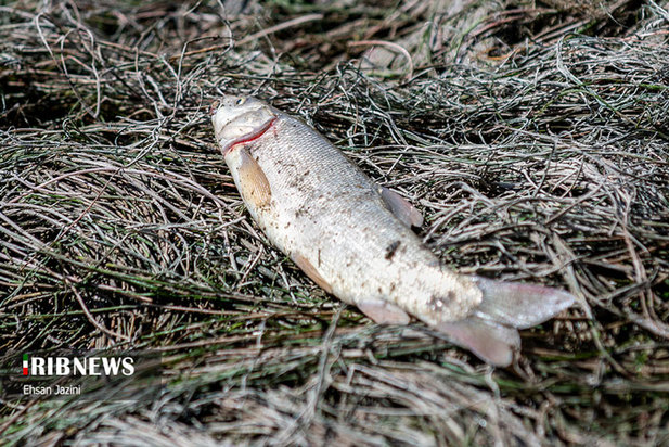 مرگ ماهی‌ها در زاینده‌رود