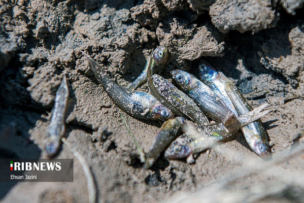 مرگ ماهی‌ها در زاینده‌رود