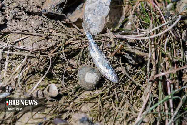 مرگ ماهی‌ها در زاینده‌رود