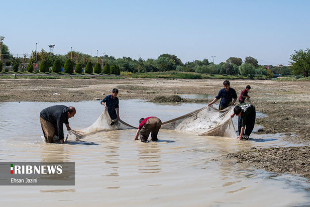 مرگ ماهی‌ها در زاینده‌رود